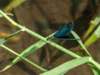 Blauflügel Prachtlibelle Männchen